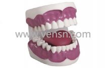 牙护理保健模型(28颗牙，放大2倍)